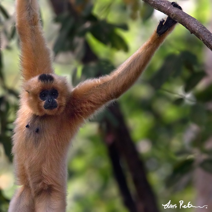 Red-cheeked Gibbon