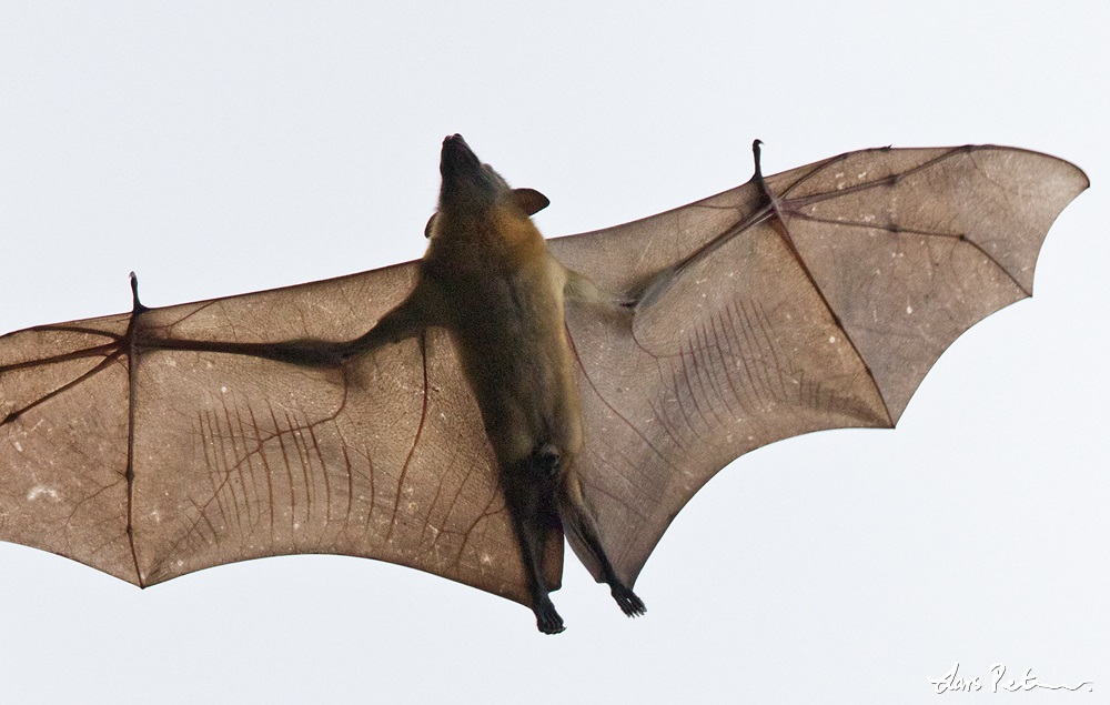 African Straw-coloured Fruit-bat