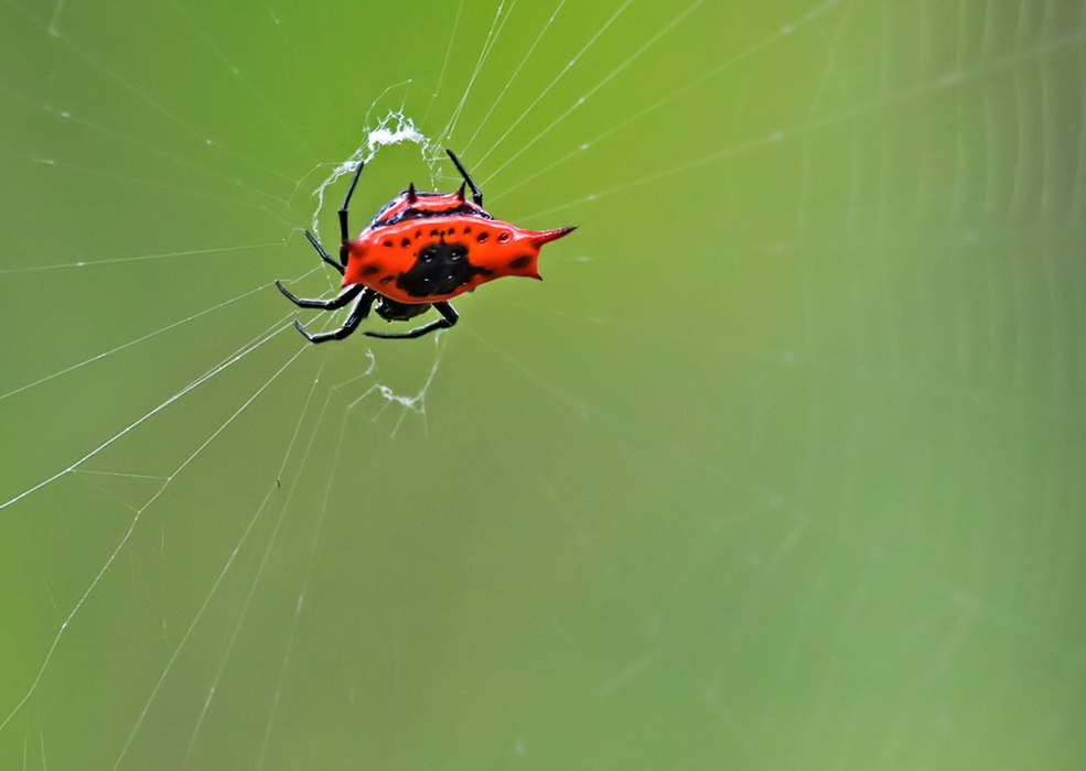 "Spiny Orb-weaver Spider"