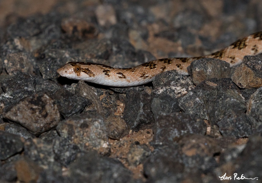 Crowned Leafnose Snake (Awl-headed Snake)