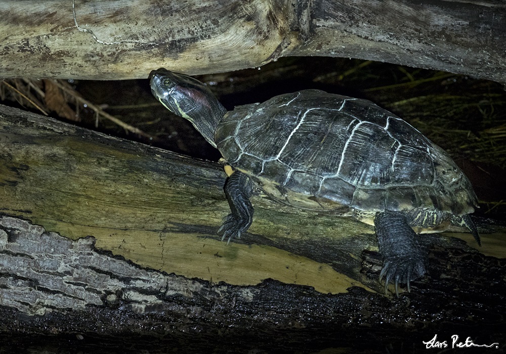 Pond Slider (Yellow-bellied Slider Turtle)