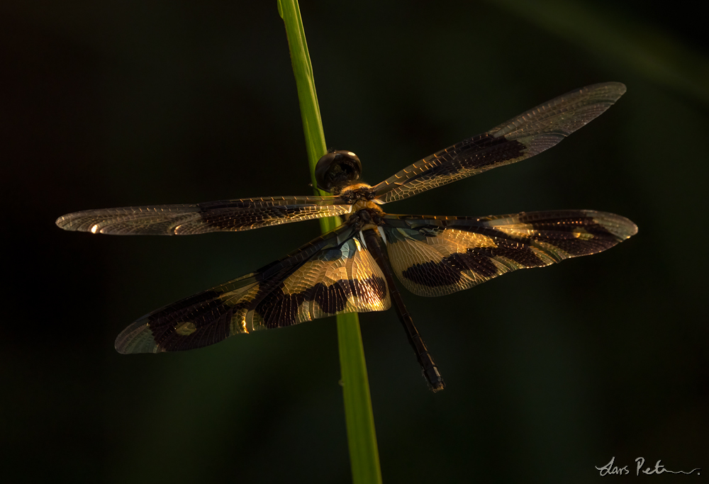 Variegated Flutterer (Common Picture Wing)