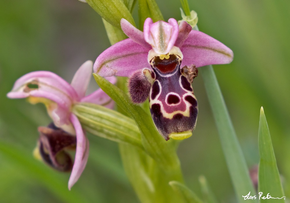 Carmel Bee Orchid