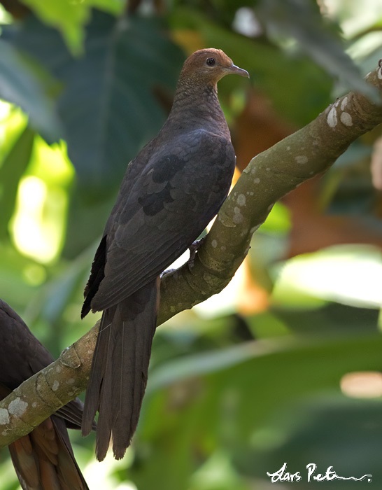 Philippine Cuckoo-Dove