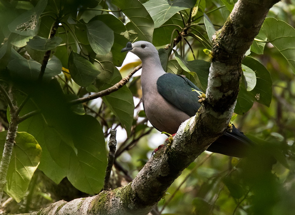 Pacific Imperial Pigeon