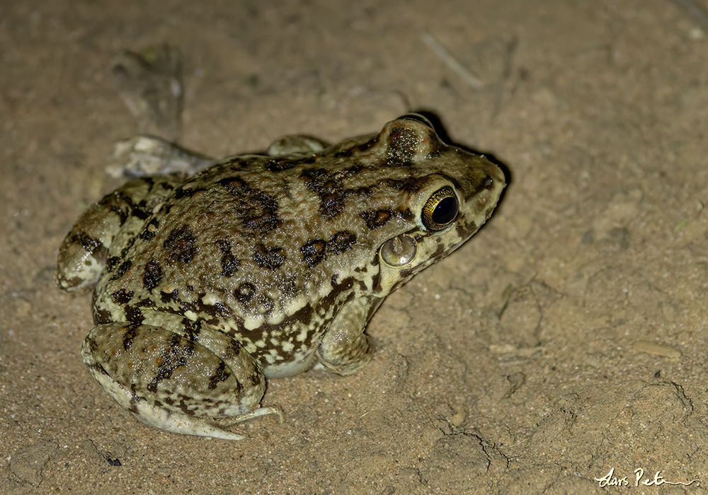 Vizcacheras' White-lipped Frog