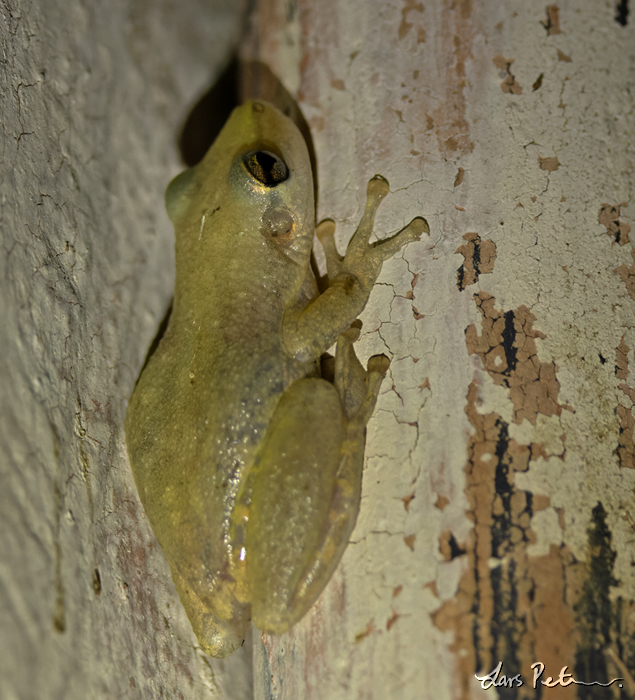 Red Snouted Treefrog