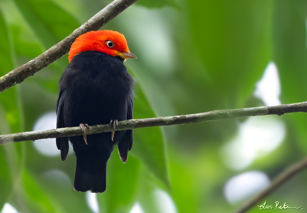 Red-capped Manakin