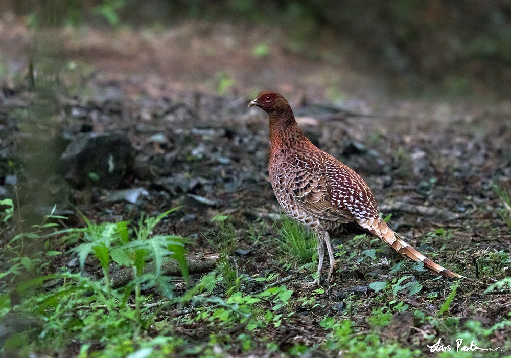 Copper Pheasant