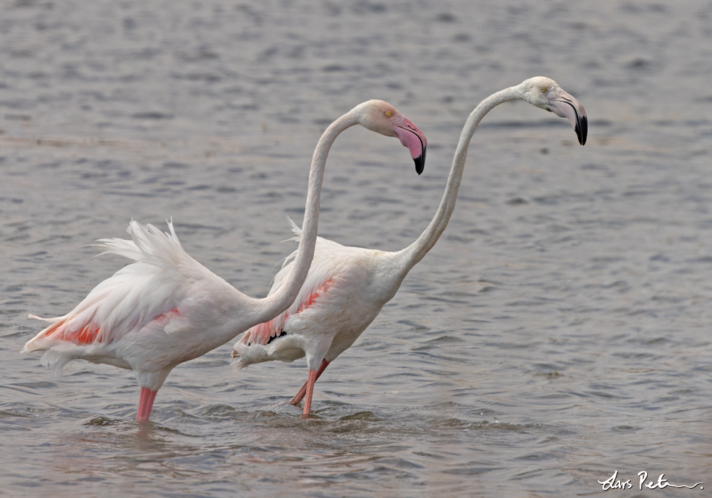 Större flamingo