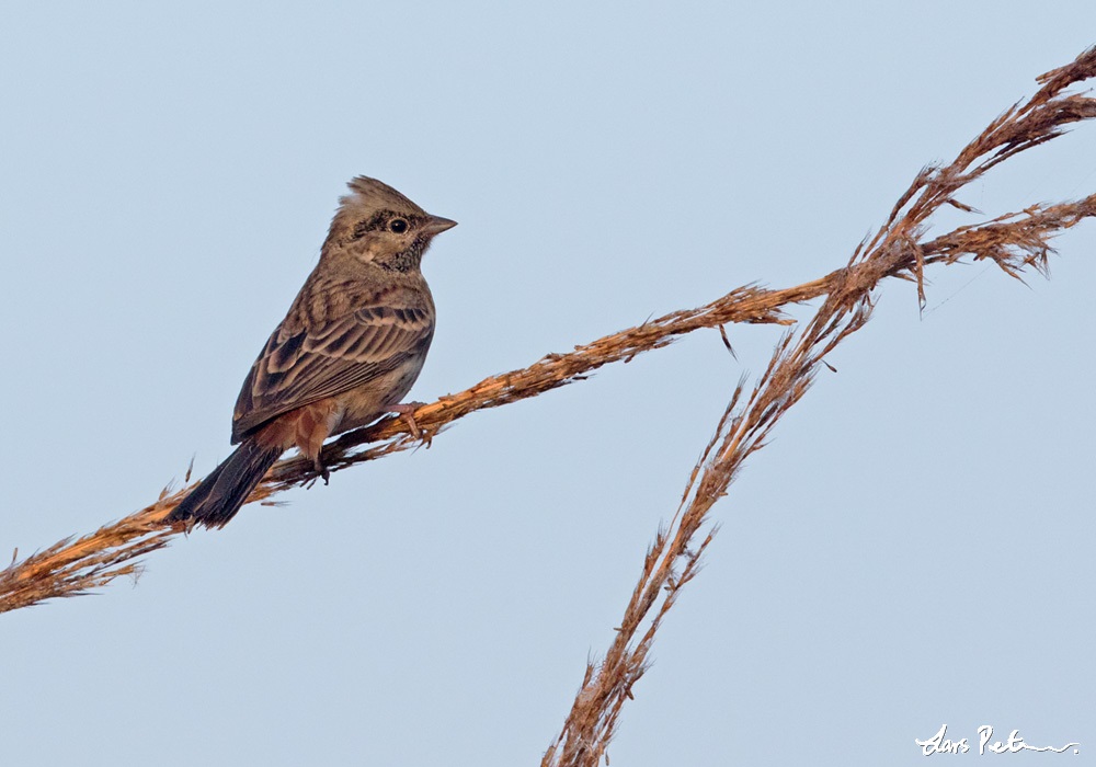 White-capped Bunting