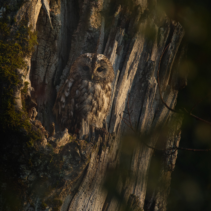 Kattuggla / Tawny Owl (Strix aluco)