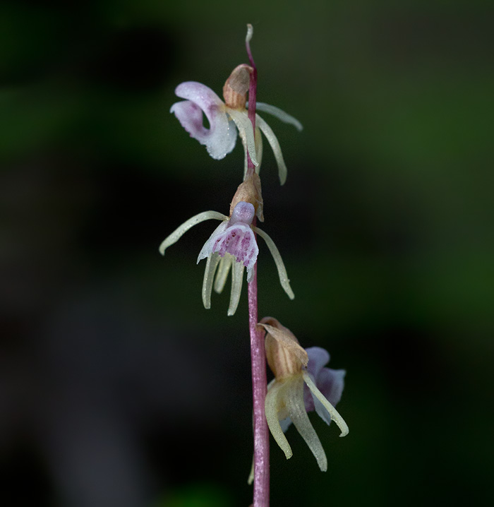 Skogsfru / Ghost Orchid (Epipogium aphyllum)