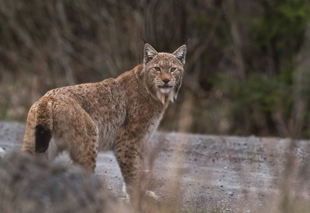 Lodjur / Eurasian Lynx (Lynx lynx)