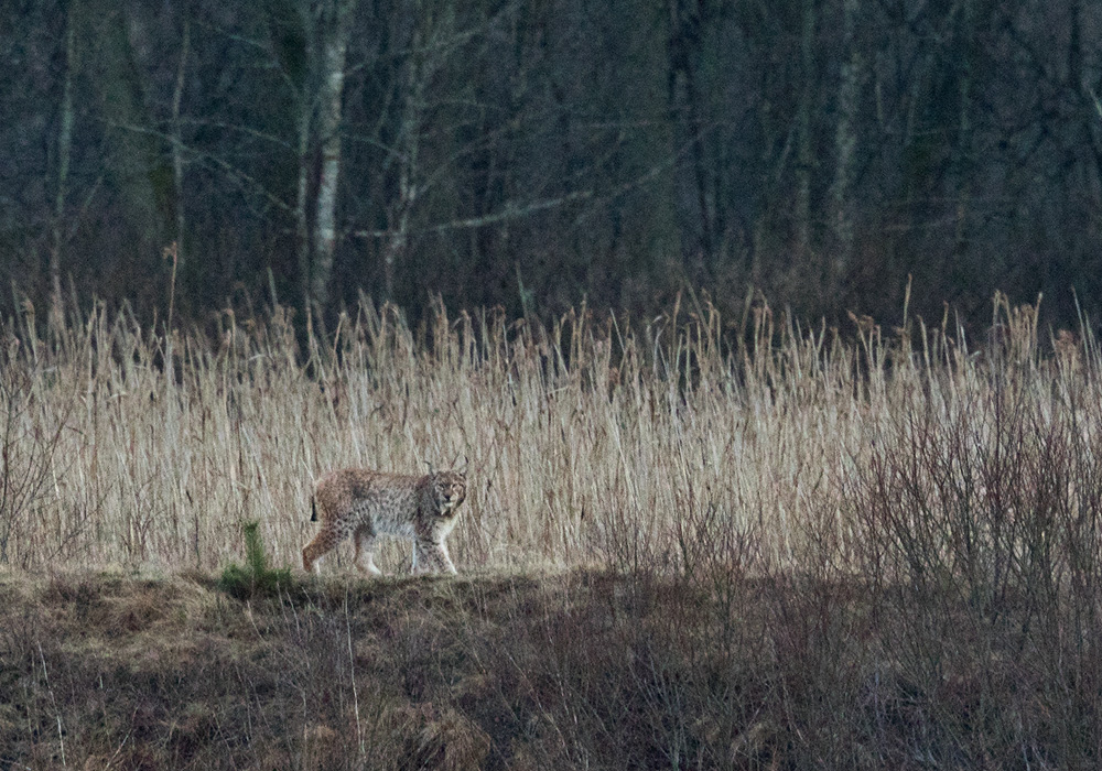 Lodjur / Eurasian Lynx (Lynx lynx)