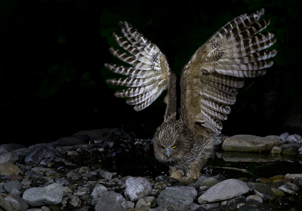 Blakiston's Fish Owl / Blakistons fiskuv (Bubo blakistoni blakistoni)