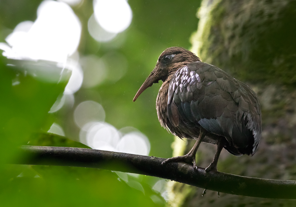 Sao Tome Ibis / Sãotoméibis (Bostrychia bocagei)