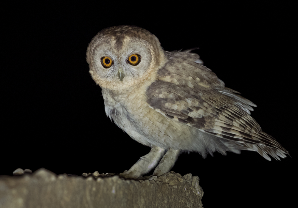 Desert Owl / Västlig klippuggla (Strix hadorami)