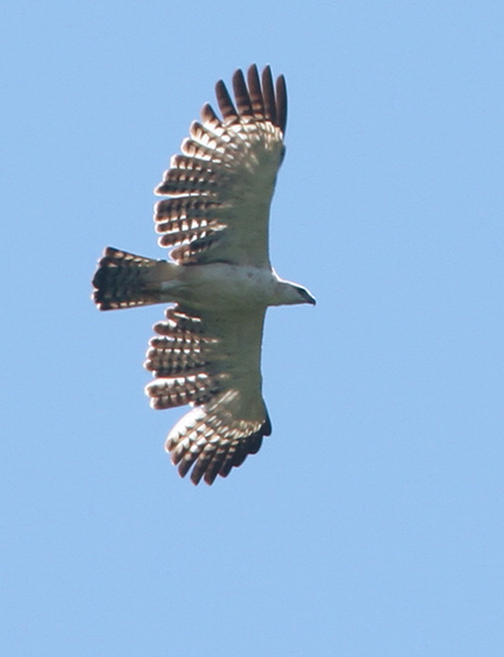 Floreshökörnen (Flores Hawk-Eagle) är akut utrotningshotad med bara något hundratal individer kvar.