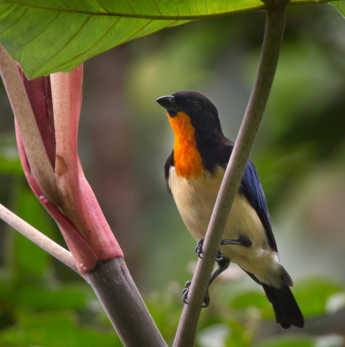 Orange-throated Tanager (Wetmorethraupis sterrhopteron)