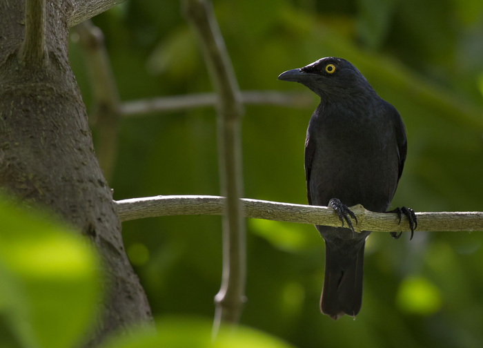 Atoll Starling (Aplonis feadensis)