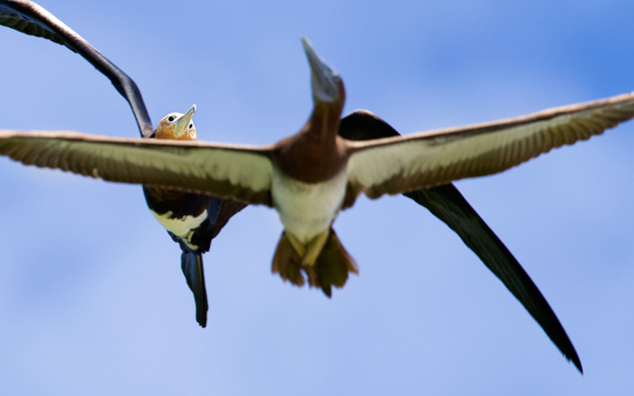 Great Frigatebird (Fregata minor palmerstoni)