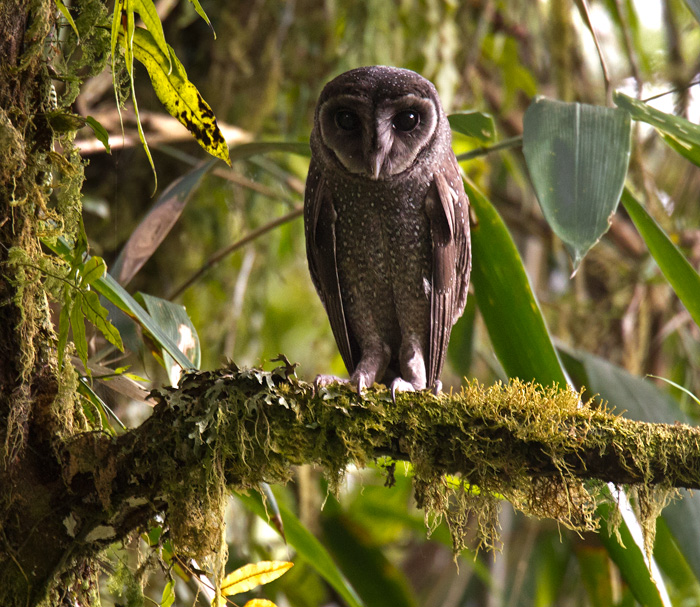 Sooty Owl / Tyto tenebricosa