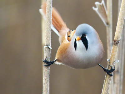 Bearded Reedling and the Tits