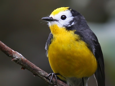 Fåglar i Colombia