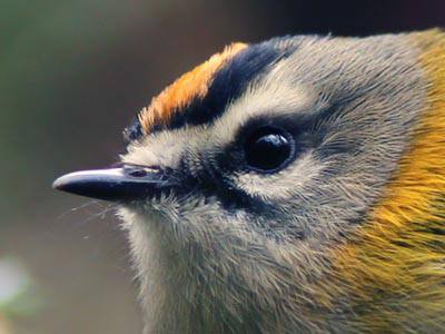 Fåglar på Madeira