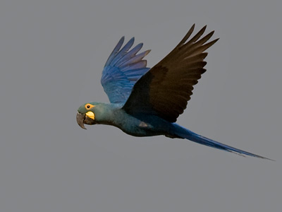 Fåglar i nordöstra Brasilien