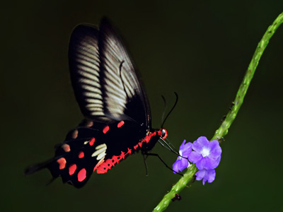 Fjärilar i världen