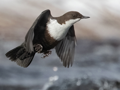 White-throated Dippers in winter
