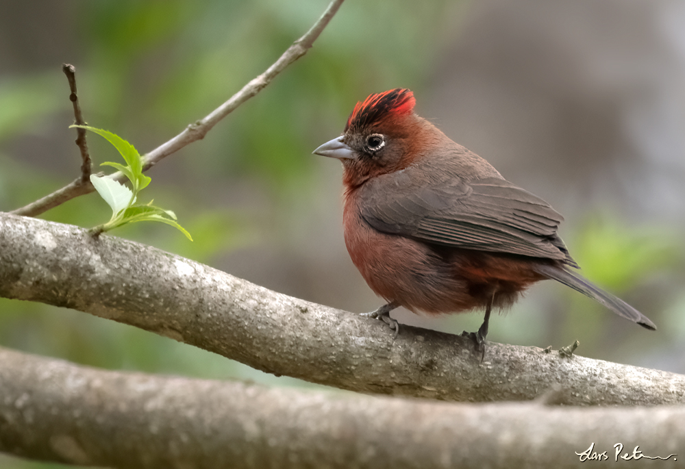 Red Pileated Finch