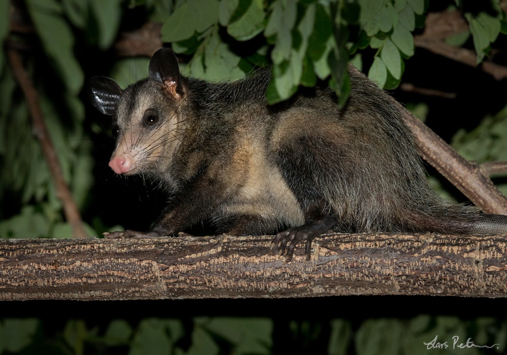 Common Opossum