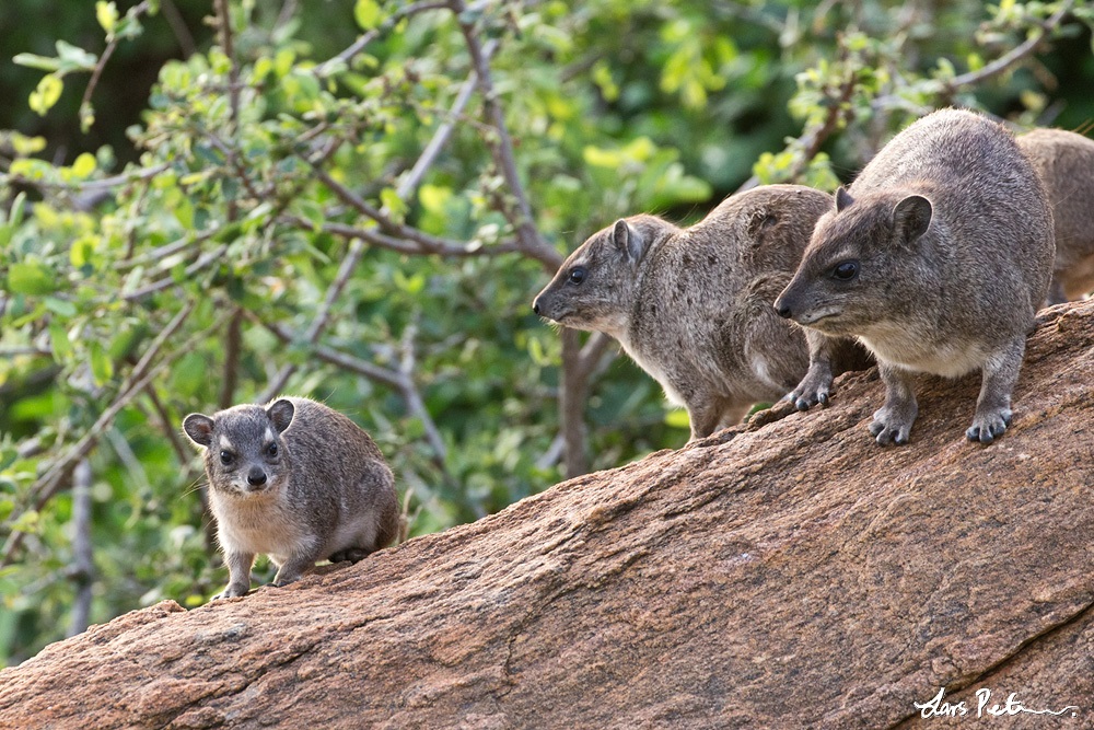 Yellow-spotted Hyrax