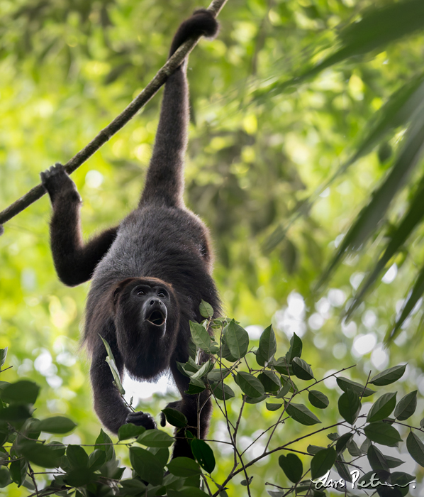 Yucatán Black Howler Monkey