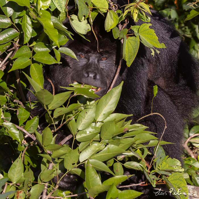 Yucatán Black Howler Monkey