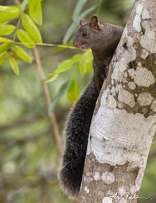 Yucatán Squirrel