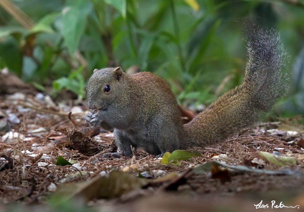 Grey-bellied Squirrel
