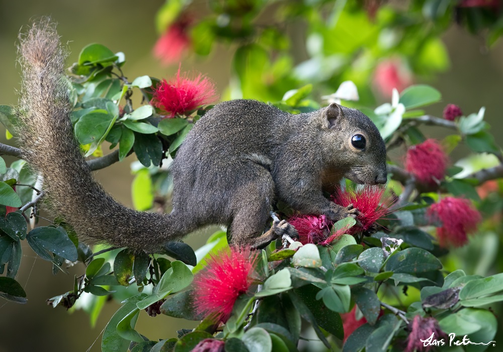 Plantain Squirrel