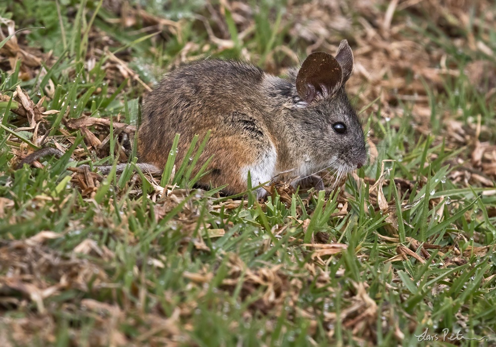 Painted Big-eared Mouse