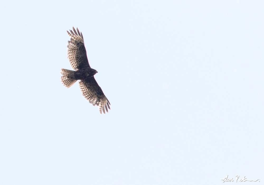 Harlan's (Red-tailed Hawk) Hawk