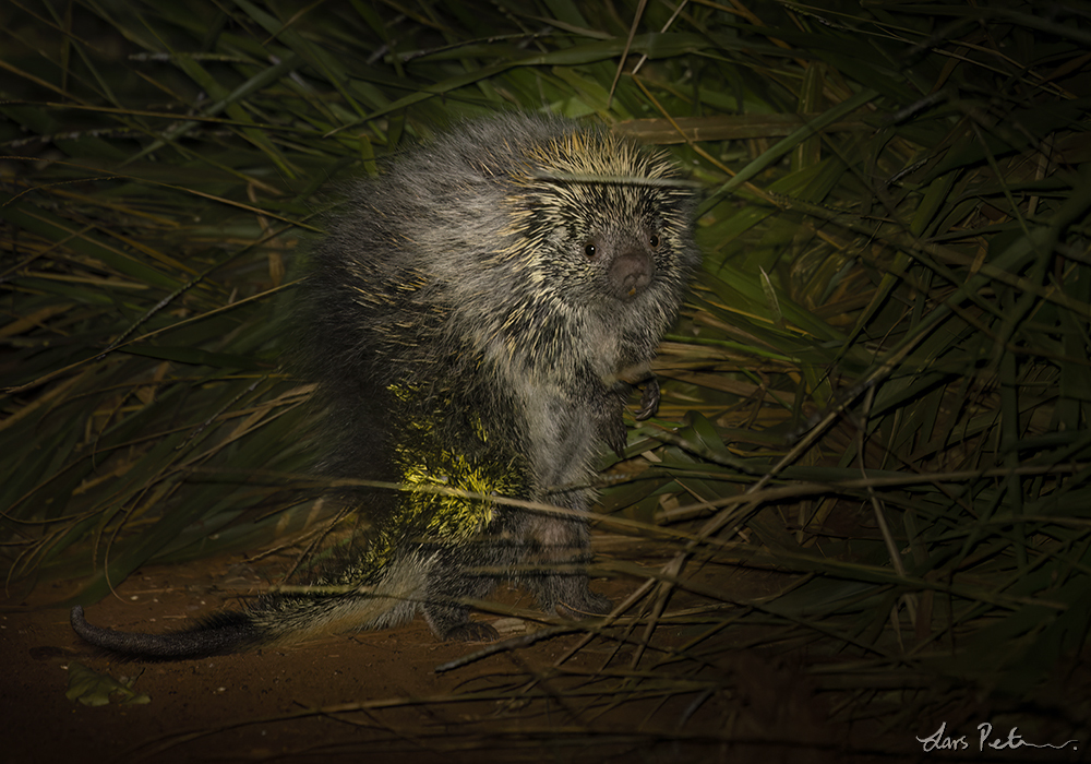 Paraguay Hairy Dwarf Porcupine