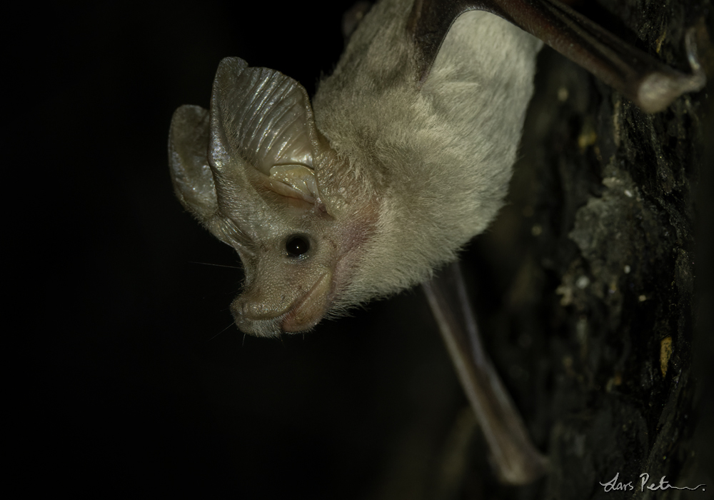 Small Mouse-tailed Bat