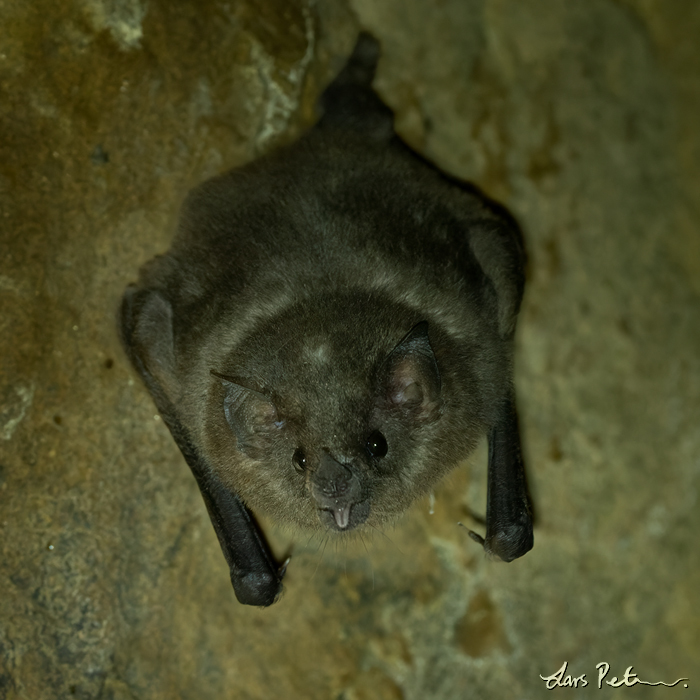 Pallas' Long-tongued Bat