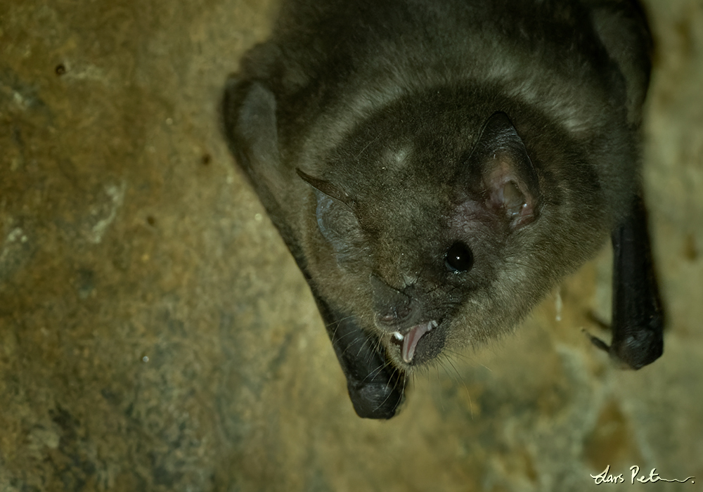 Pallas' Long-tongued Bat