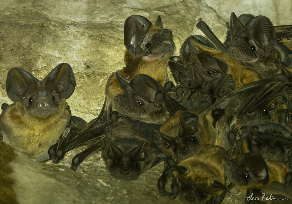 Wrinkle-lipped Free-tailed Bat