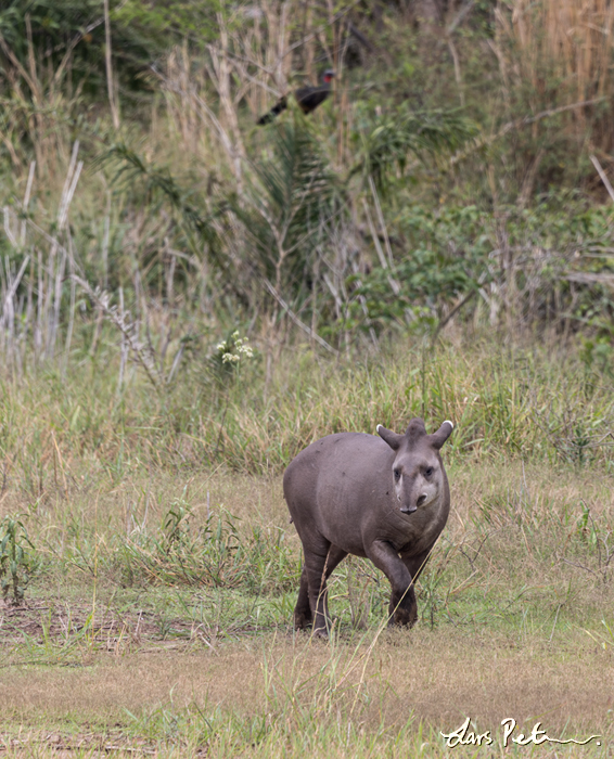Lowland Tapir