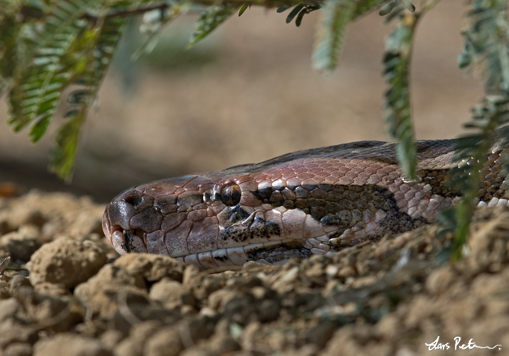 Indian Python (Asian Rock Python)